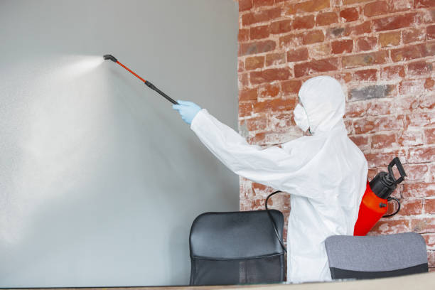 Best Mold Odor Removal Services  in St Paul Park, MN