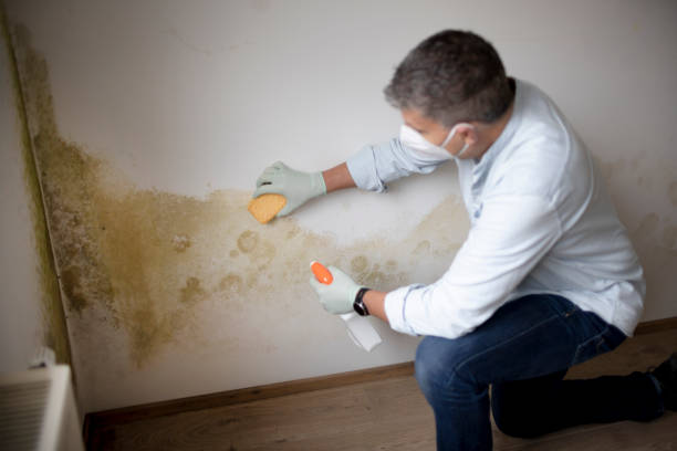 Best Real Estate Mold Inspection  in St Paul Park, MN